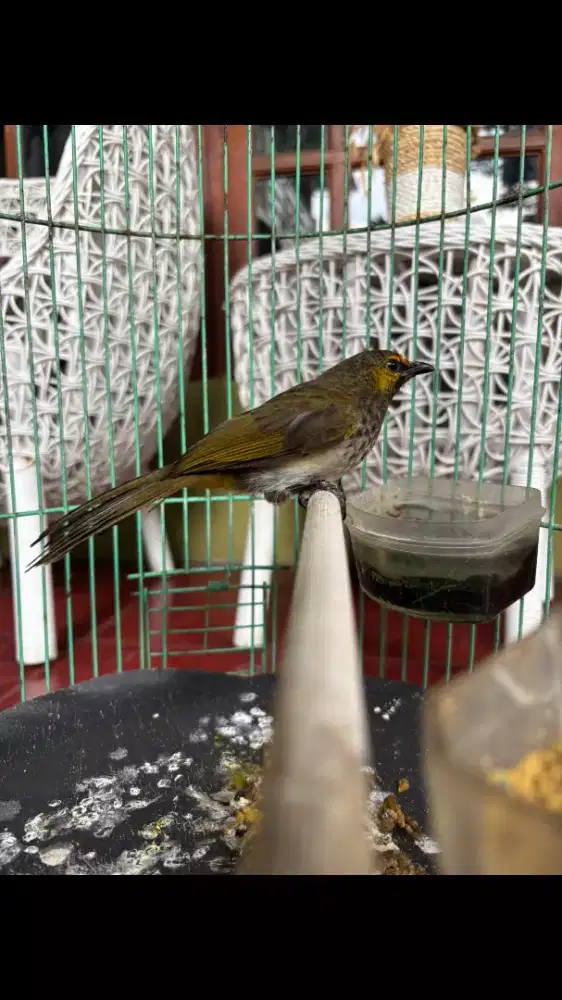 Cucak Wilis Gacor plus Kandang