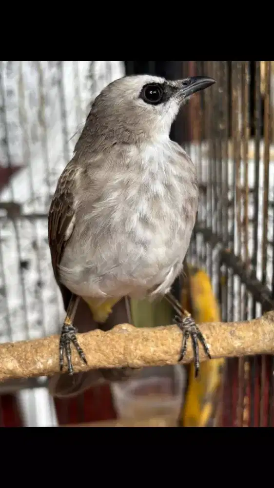 Trucukan Sudah Ngeropel