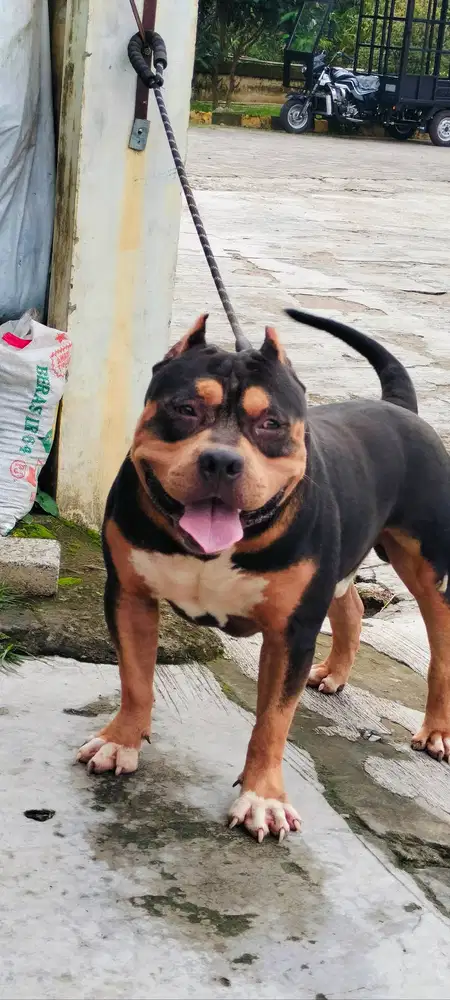 Pitbull jantan dan betina