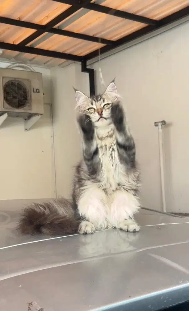 Kitten Mainecoon betina silver marble