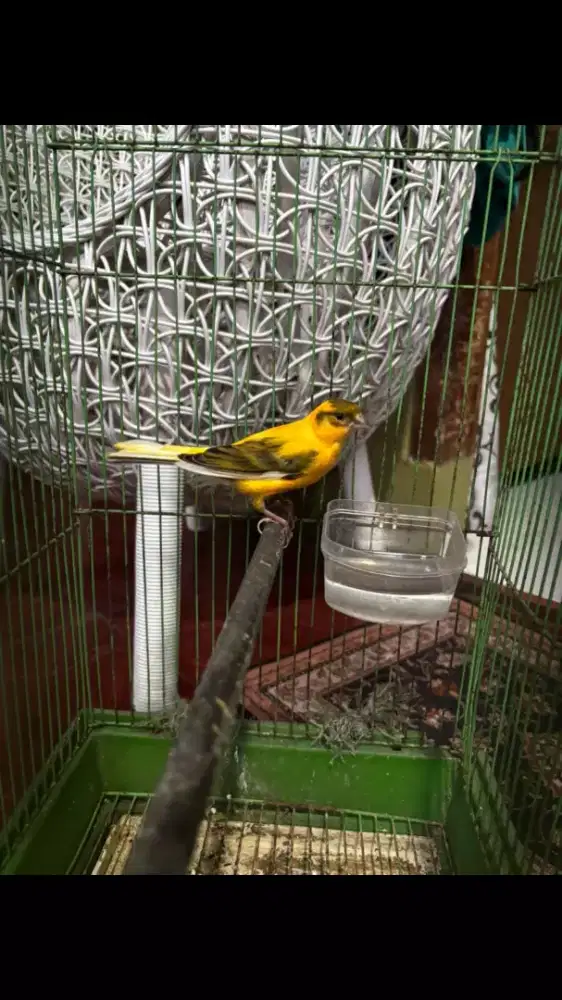 Kenari Bon Jantan Lagi Mabung