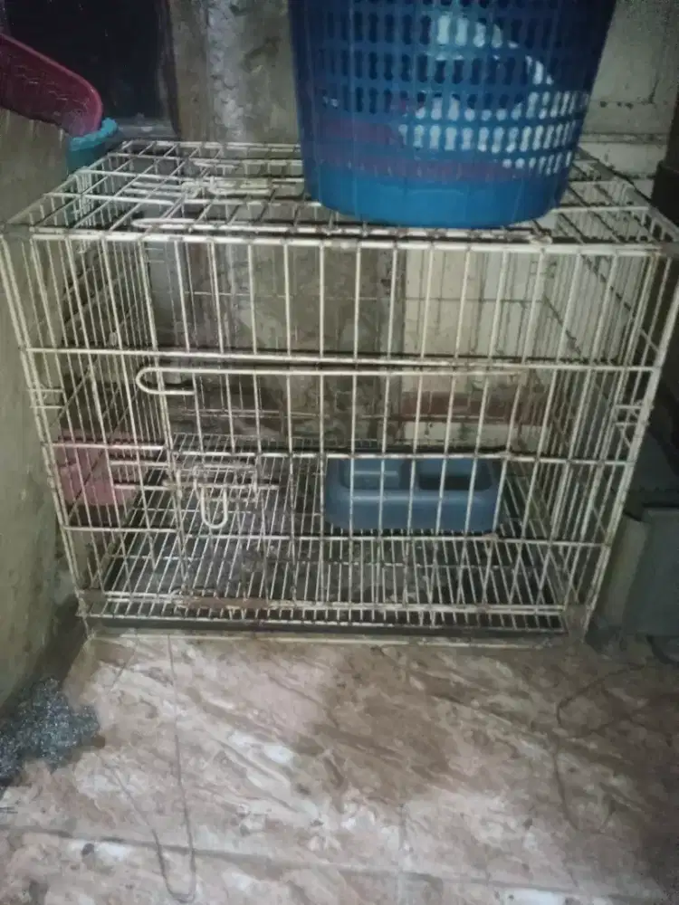 Di jual kandang kucing