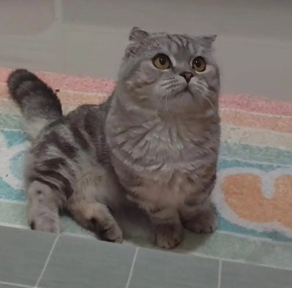 Kucing munchkin british shorthair bsh british short hair