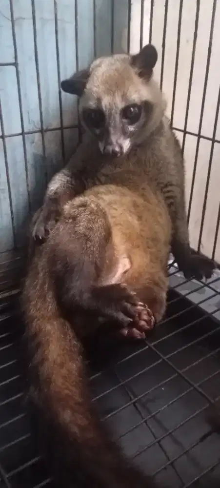 Musang pandan jinak