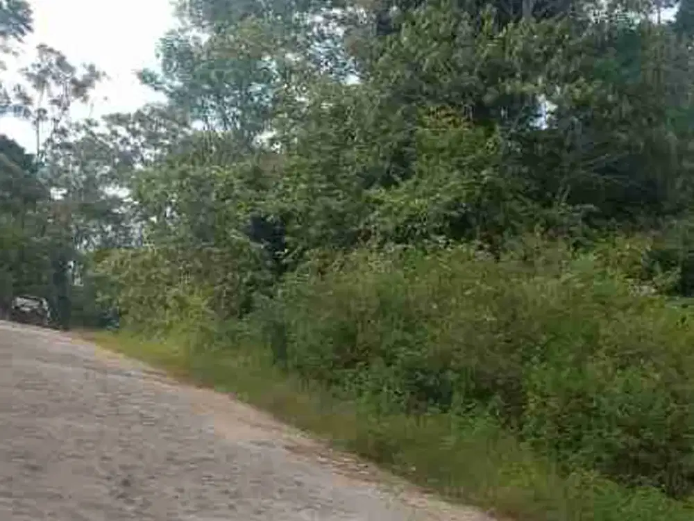 Tanah murah pinggir jalan besar pas untuk invest 2,3 ha Surat SHM di Purbalamo-Lembah Sorik Marapi-Mandailing Natal 01