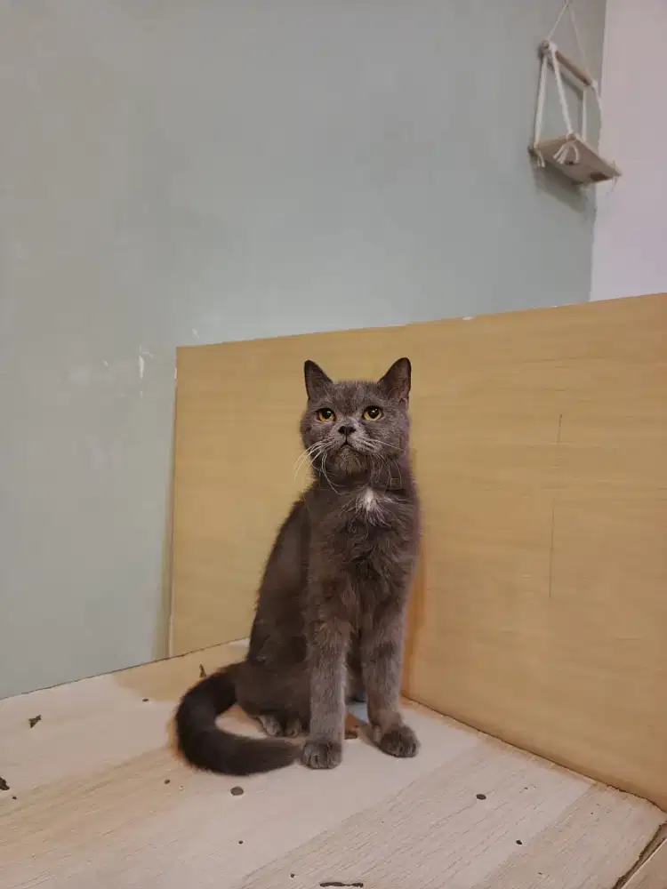 British Sort Hair (BSH)