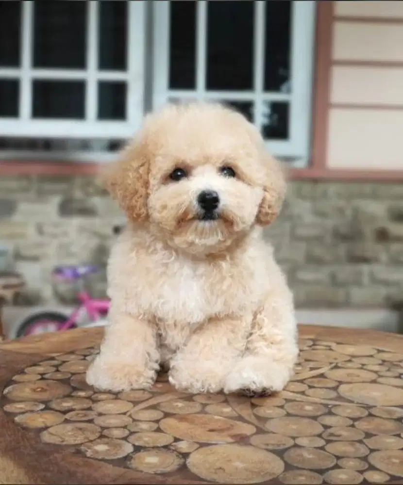 Dijual Anjing Poochon (Poodle Mix Bichon)
