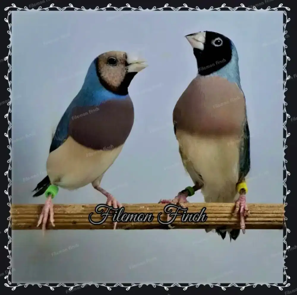 Burung Gould Amadine Biru