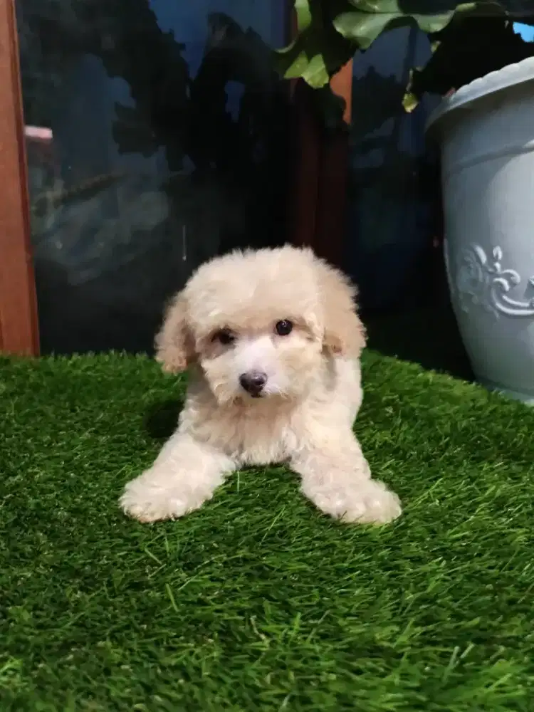 Poodle apricot jantan