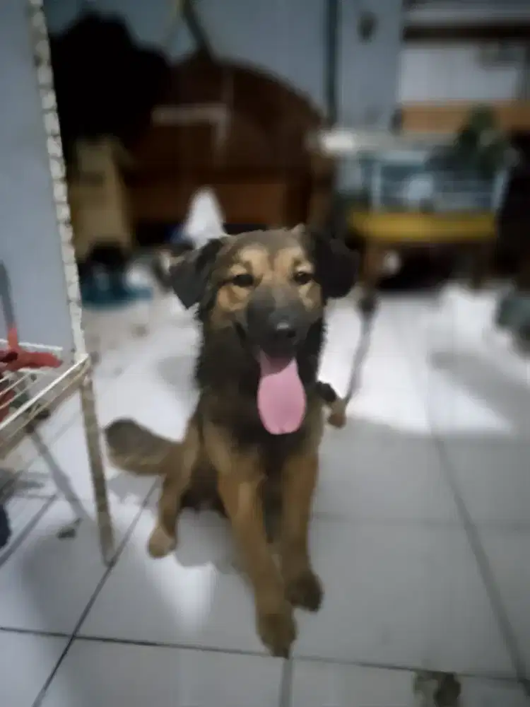 German sheeperd. X Border collie betina tulang kasar. 4bln bntar lagi