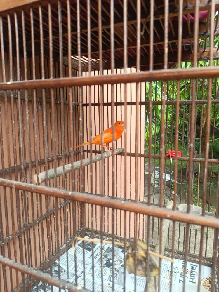 Kenari merlok gacor pejantan