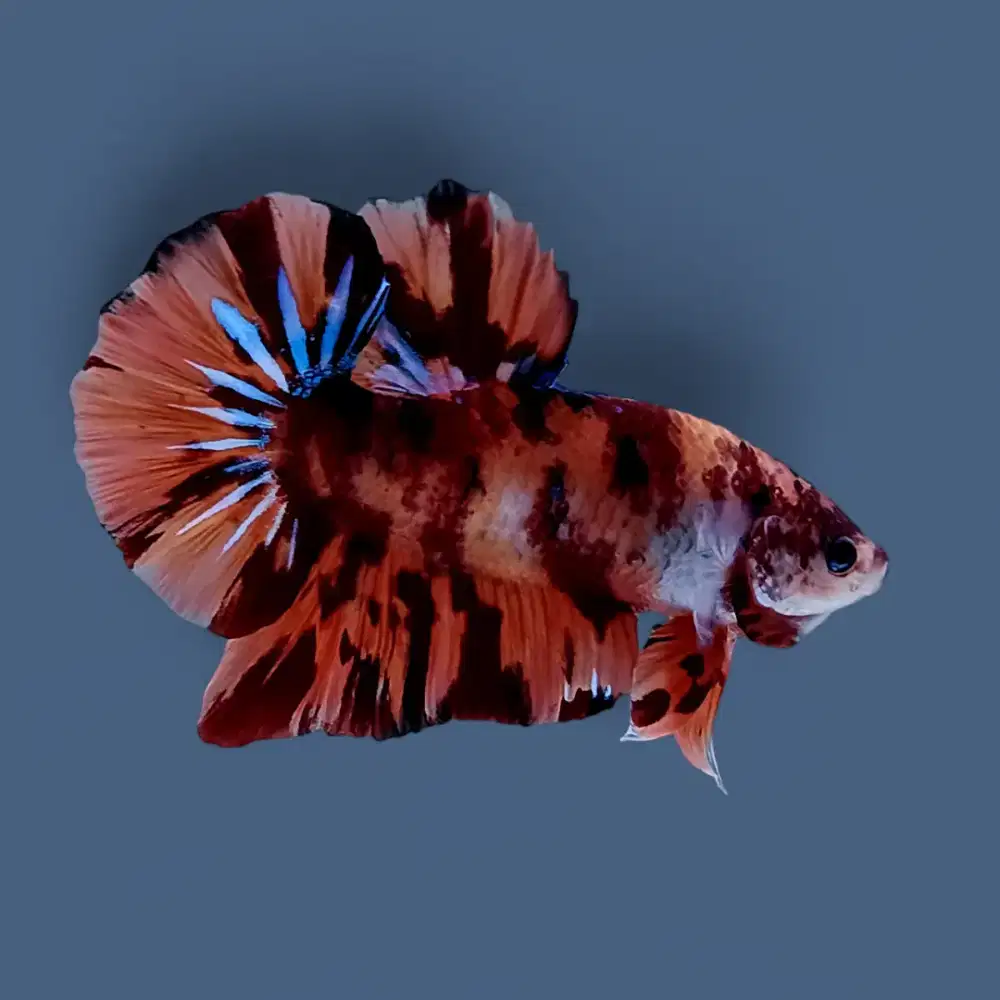 ikan cupang giant nemo bo 5,1 cm