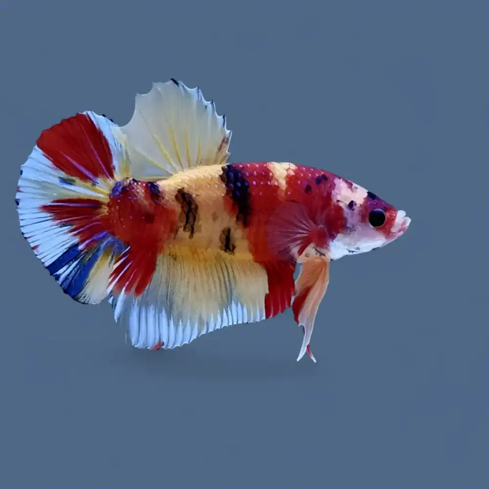 ikan cupang giant yellow base