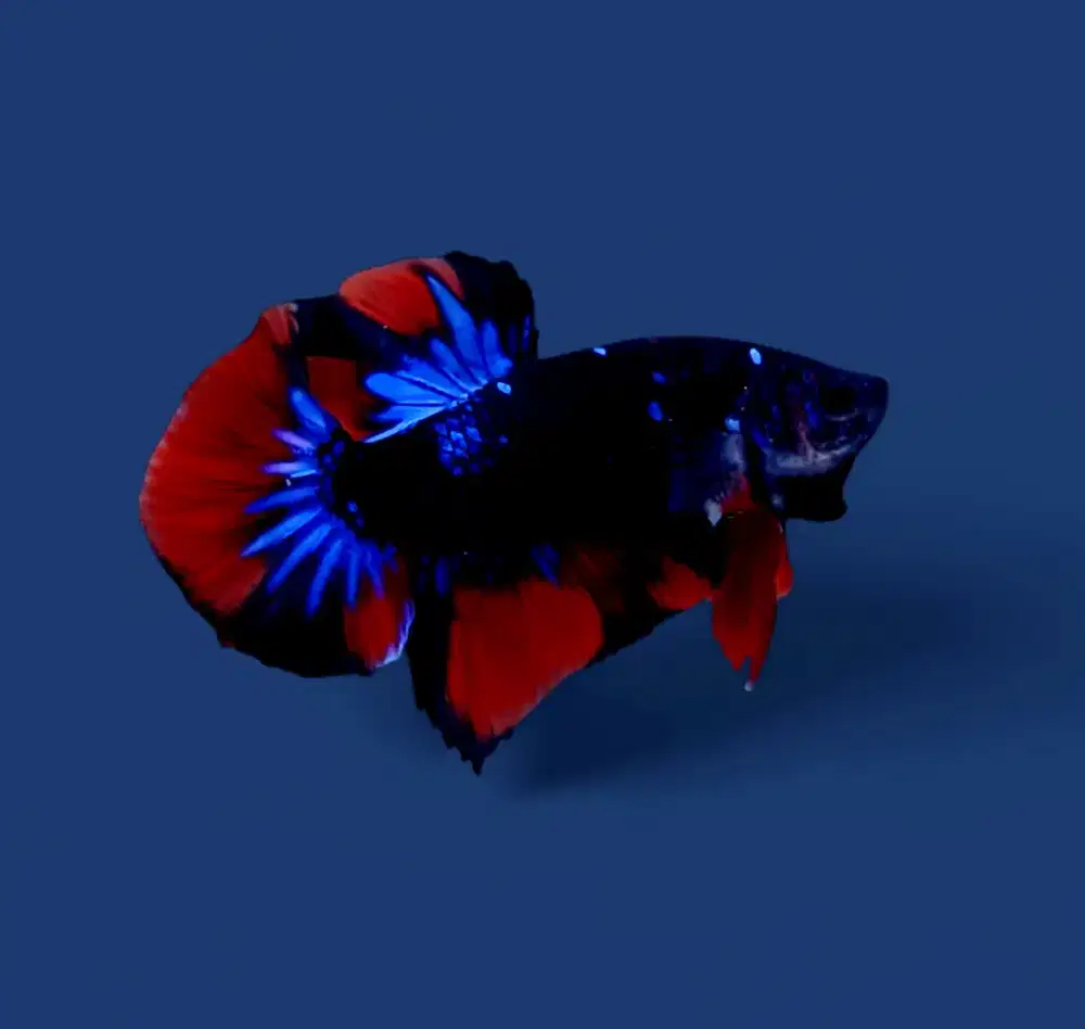 ikan cupang giant avatar