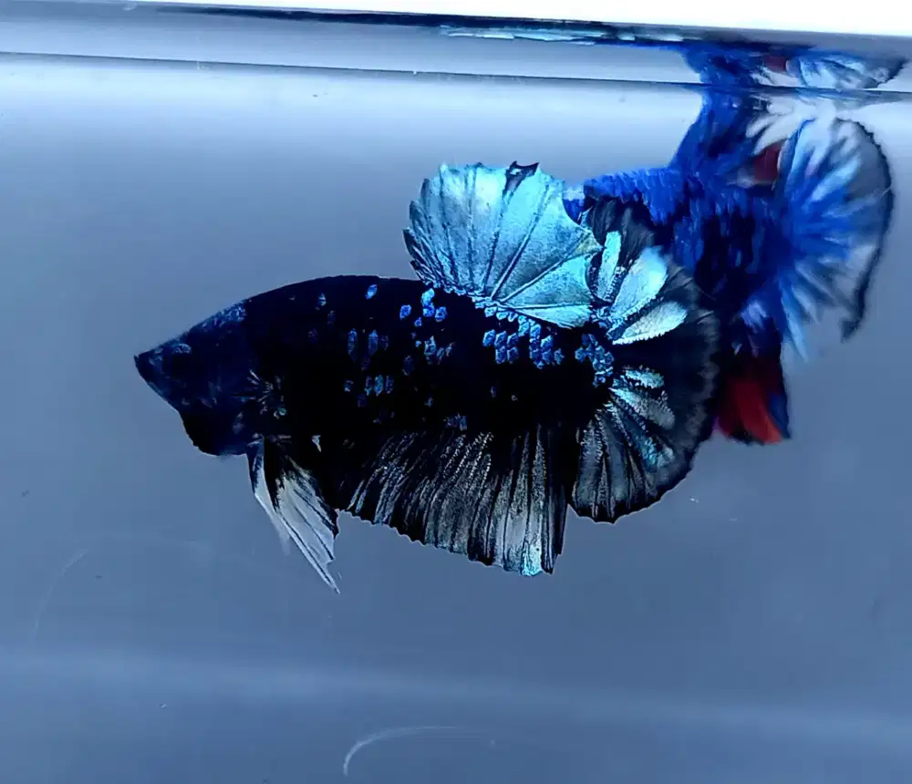 ikan cupang avatar plakat