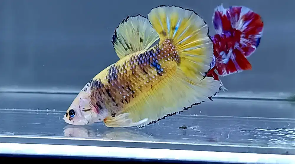 ikan cupang giant yellow fancy