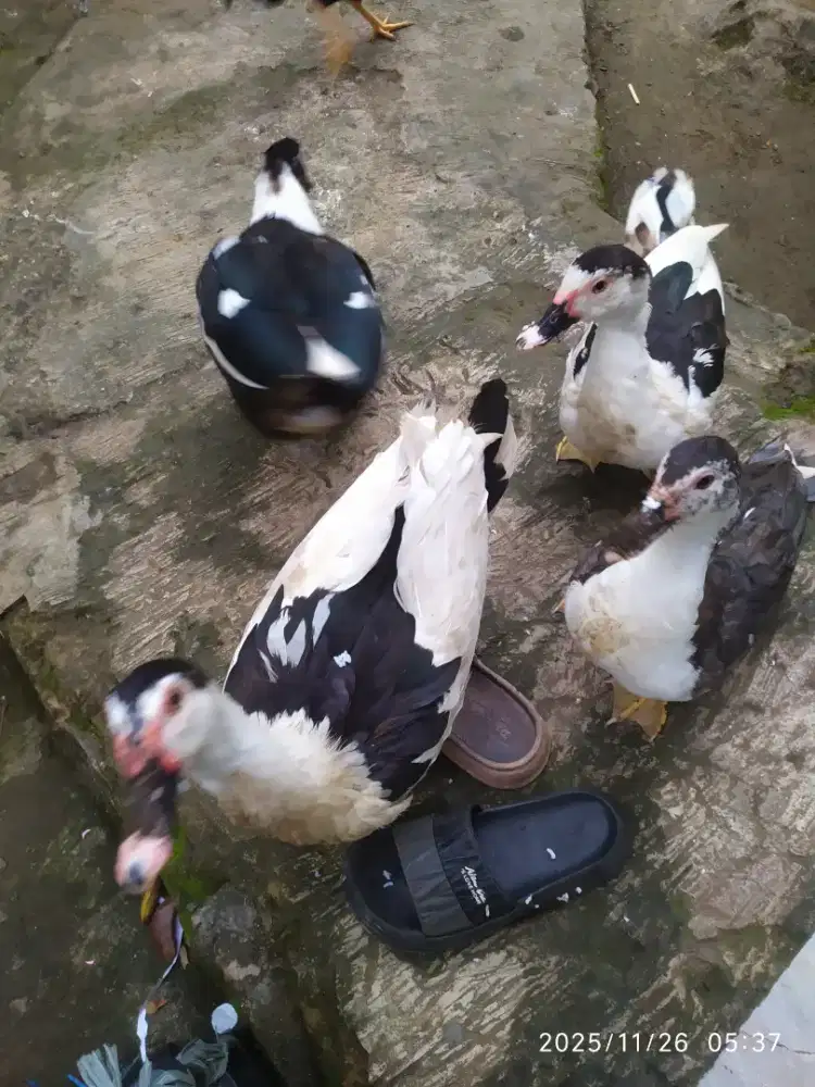 Jual Entok/Manila/bebek dewasa sepasang