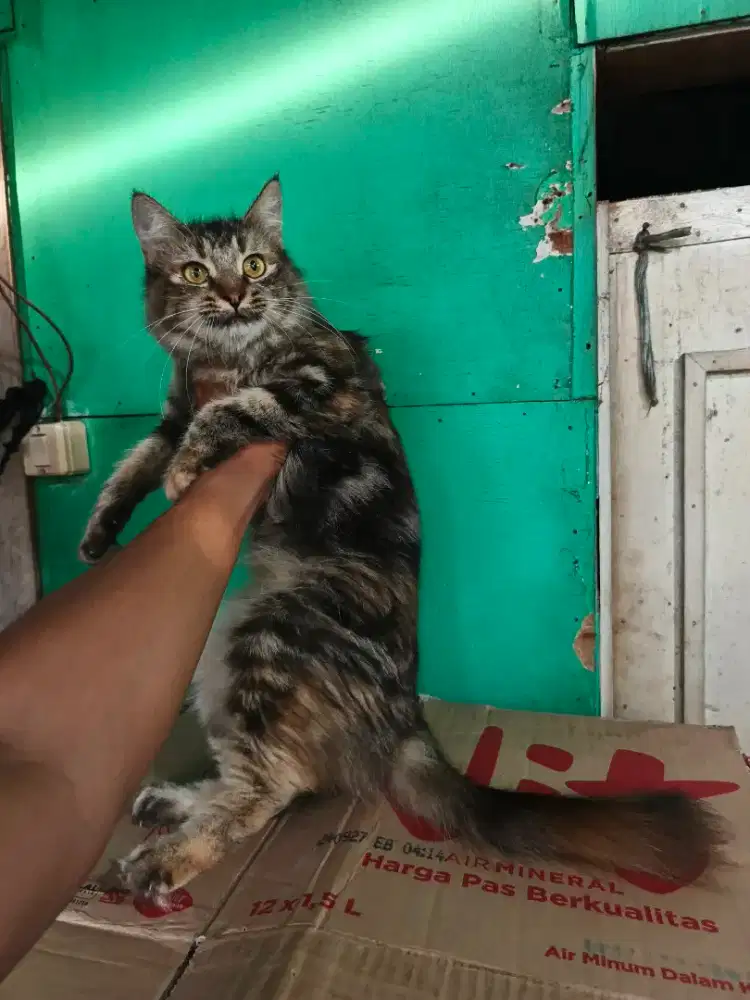 Persia marble betina