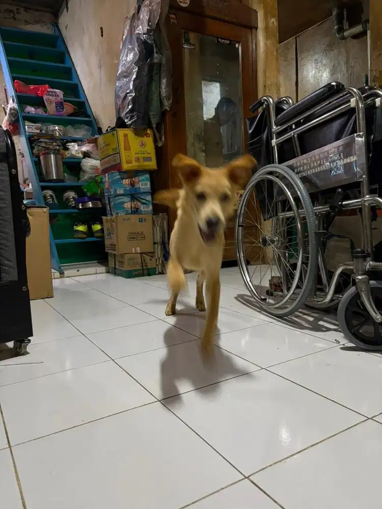 doggy labrador jantan