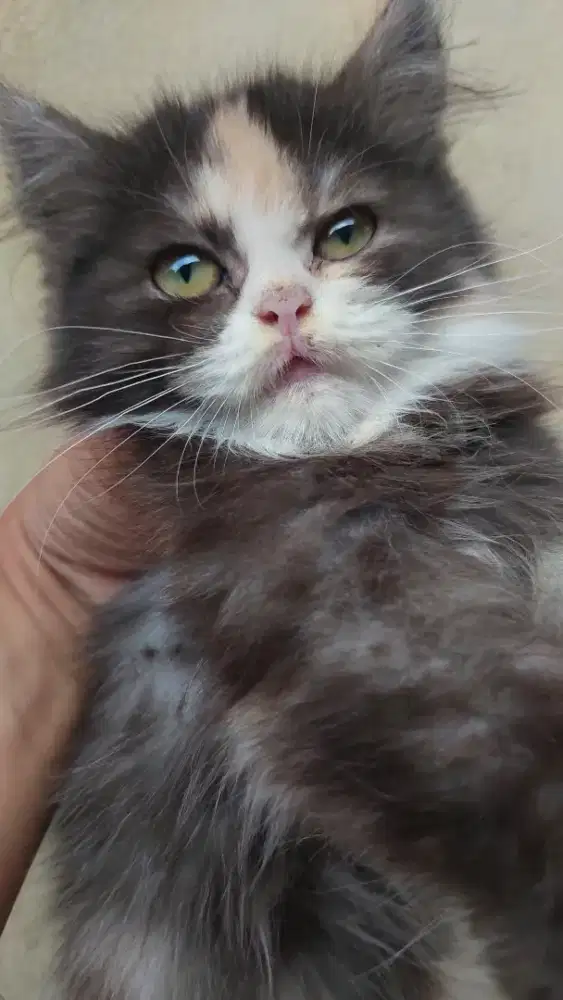 Anak kucing persia 4bulan