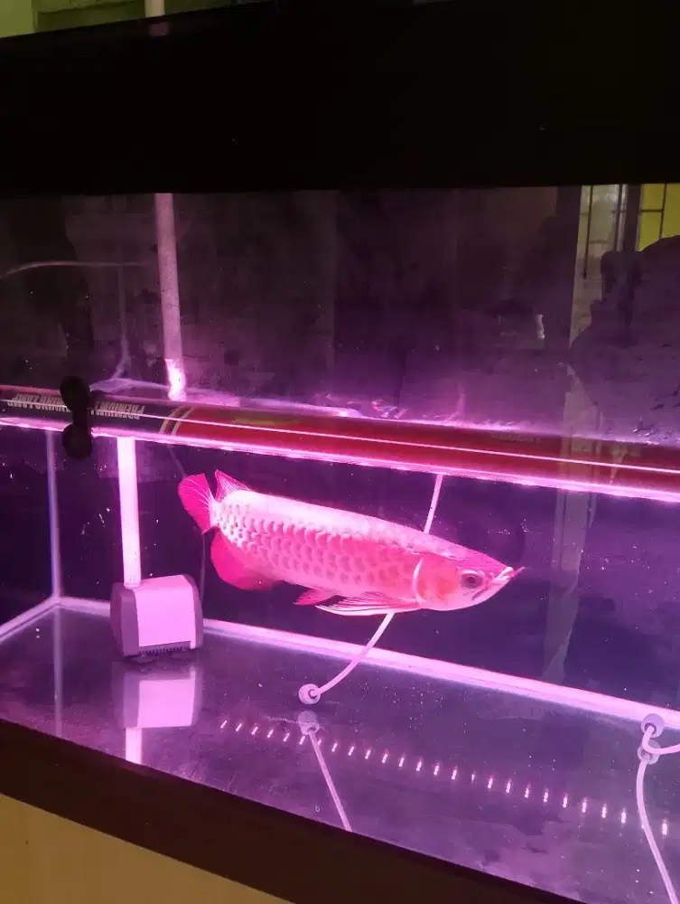 IKAN ARWANA SUPER RED