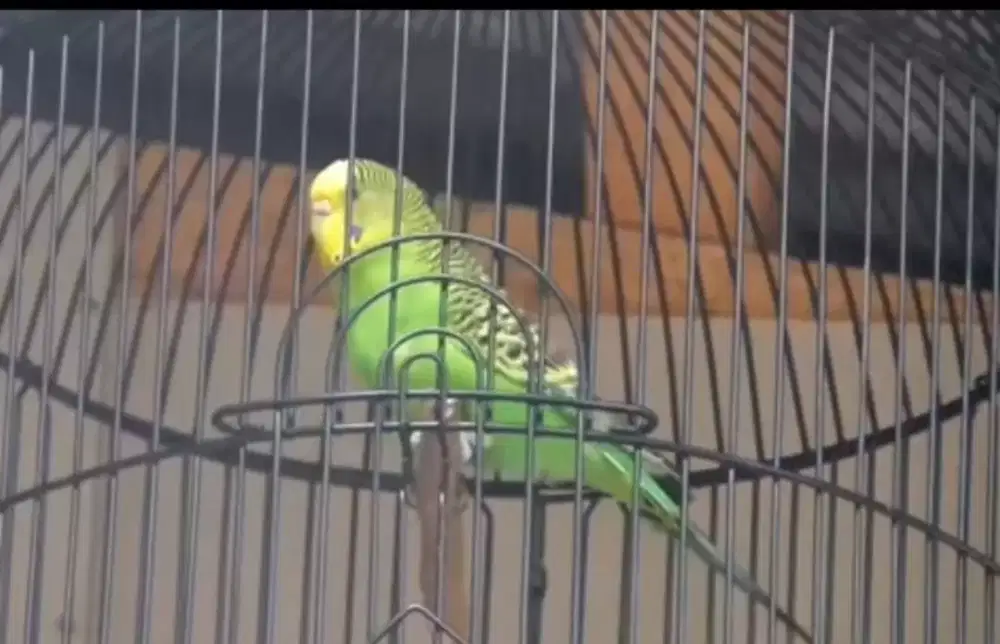 Jual cepat burung parkit gacor fullset
