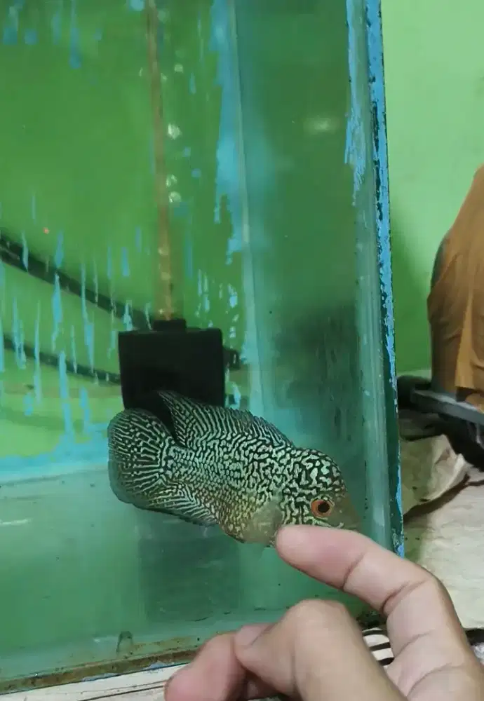 Ikan louhan cencu freemarking