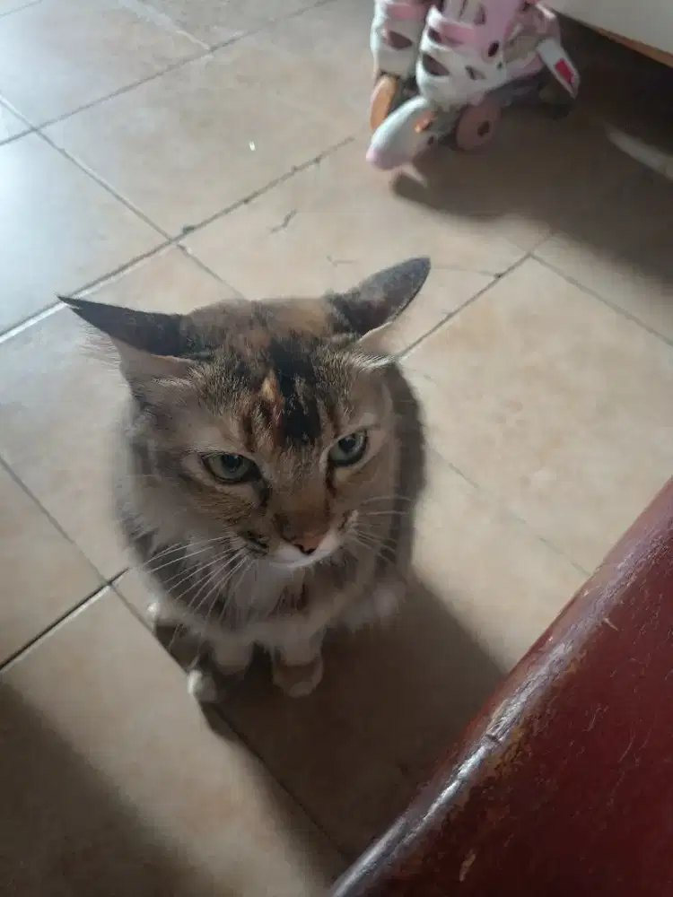 Kucing mixdome betina