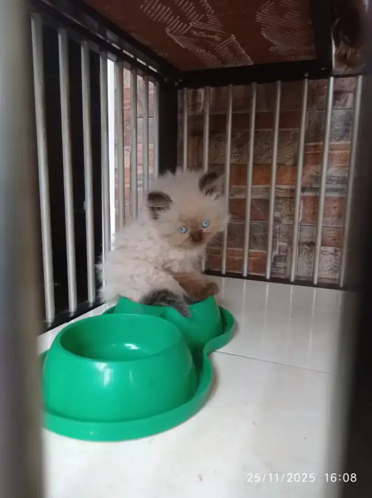 Kucing himalaya lok antapani