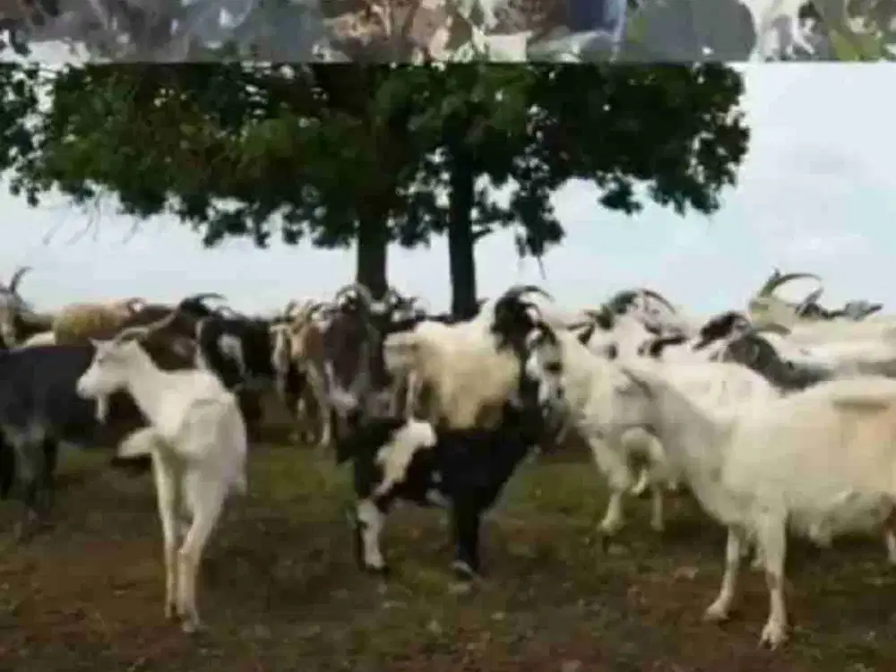 Dijual Rumah Modern Dekat Citraland-25