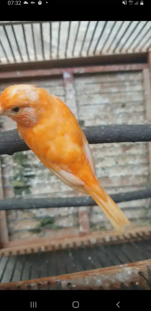 Anakan kenari merlok grade A