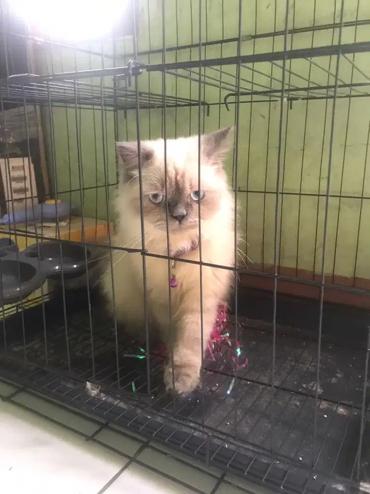 Kucing Himalaya Jantan Purebred - Sehat, Aktif, Siap Adopsi! + kandang