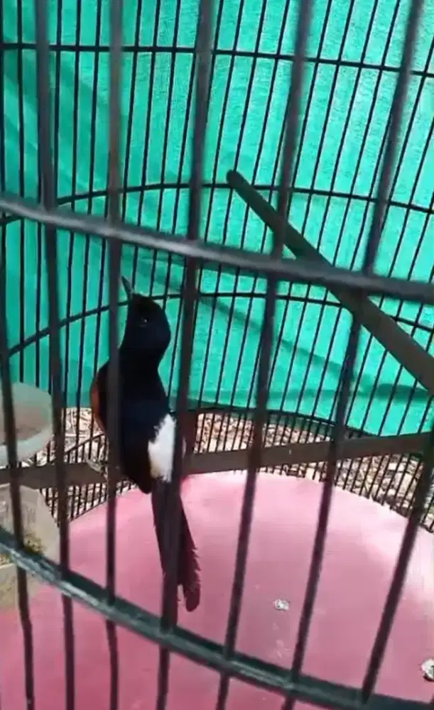 Mahar atau Bt burung murai dewasa atau cari kembalian burung lain