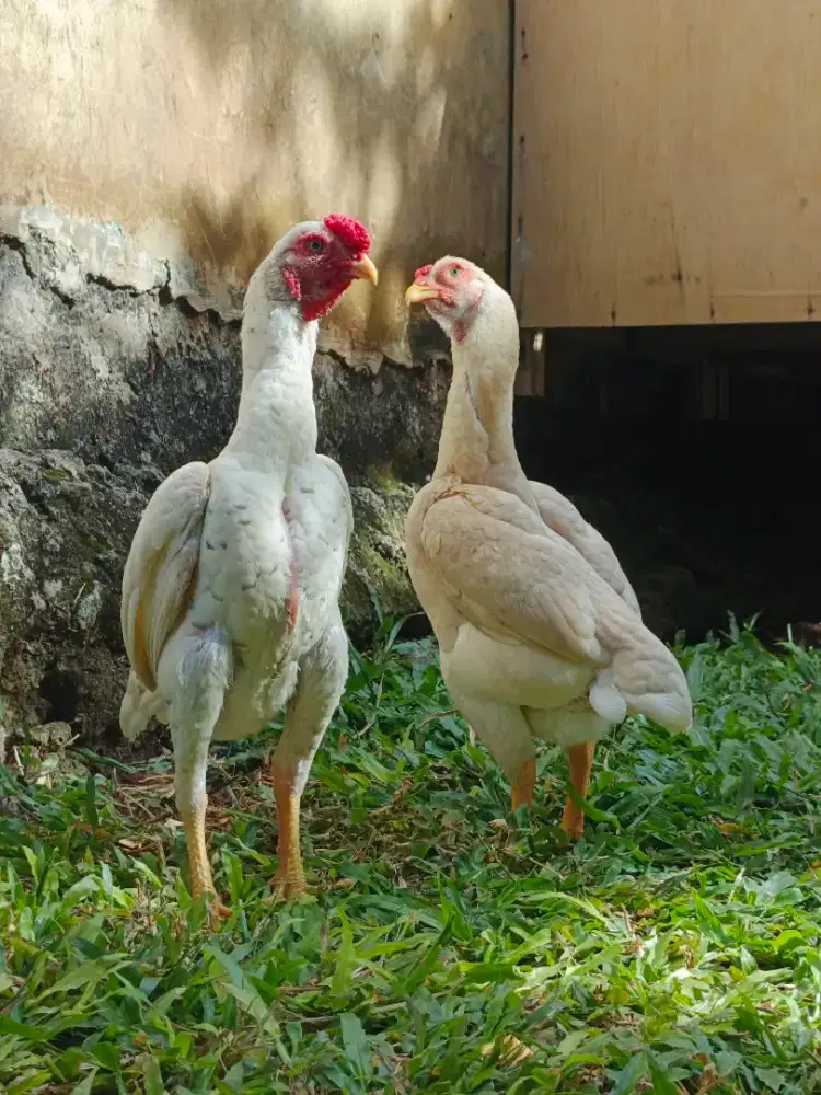 Ko Shamo Mini Jepang Sepasang