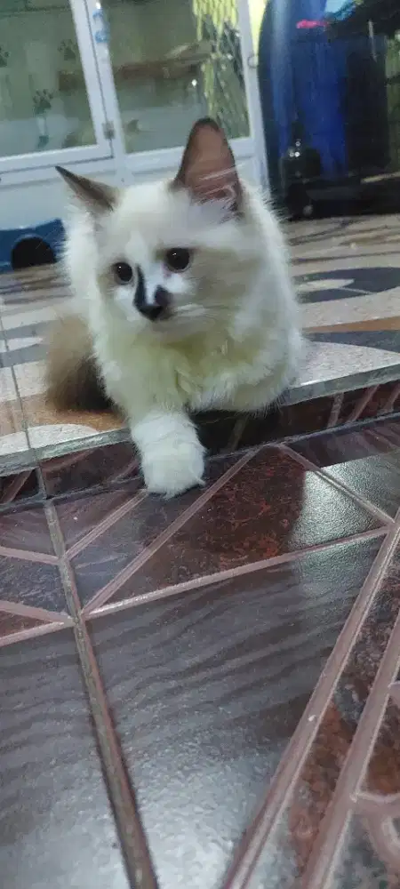Ragdoll terjangkau