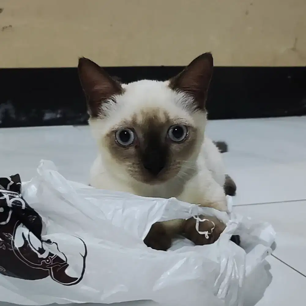 Kucing munchkin himalaya sealpoint