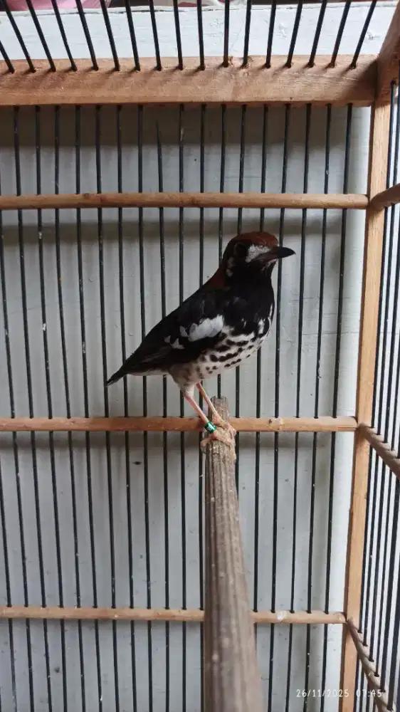 Anis kembang rajin bunyi