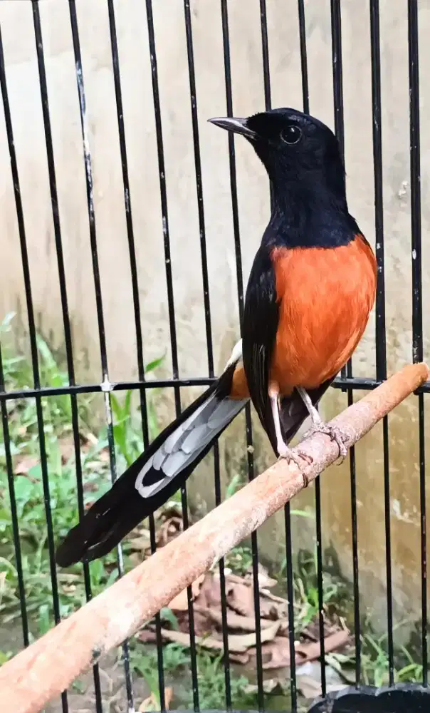 Murai batu hutan prestasi