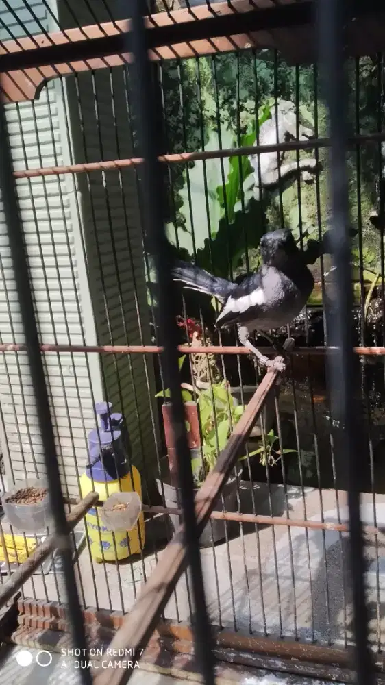 Kacer lokal jumbo betina doble ring