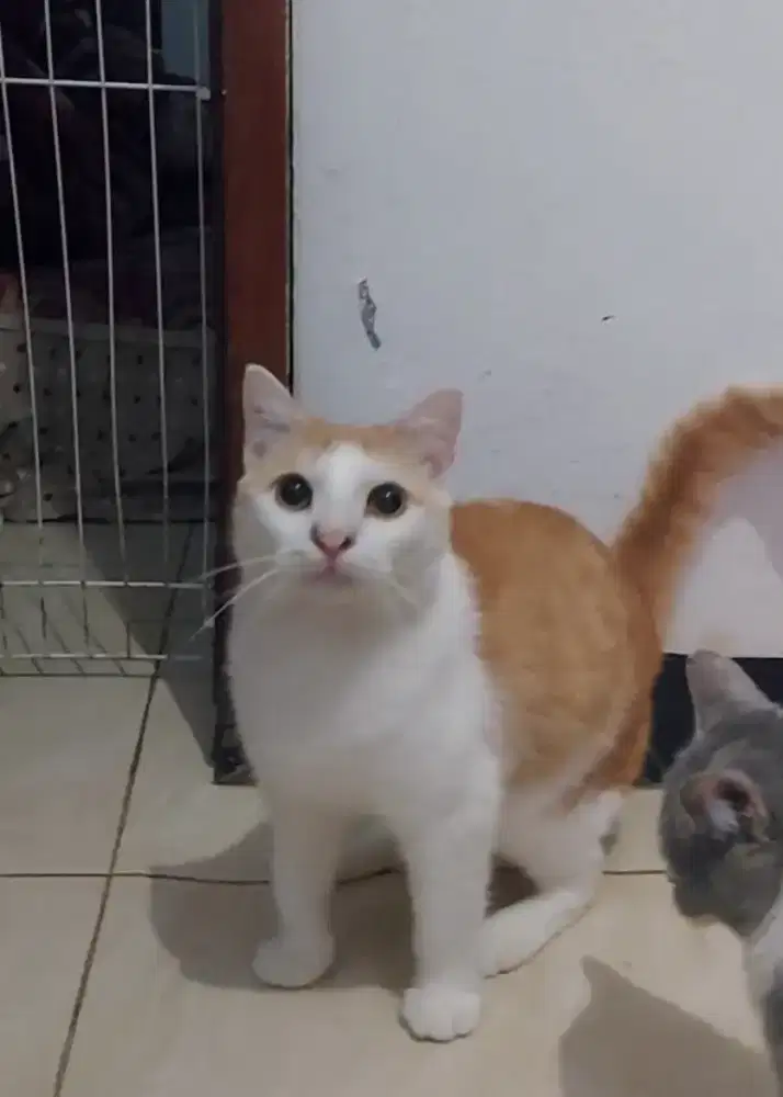 Munchkin NS Jantan Steril