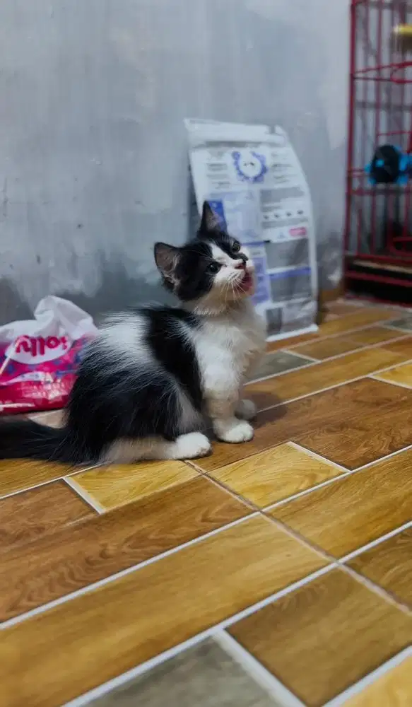 Kucing kitten munchkin cebol