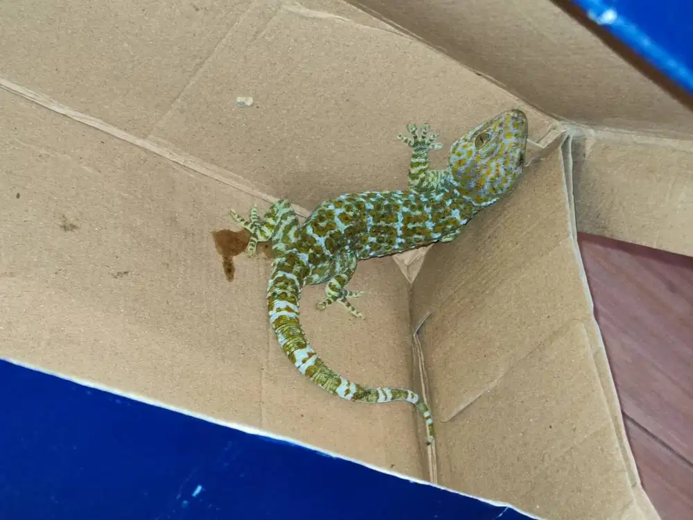 Jual tokek sehat aman