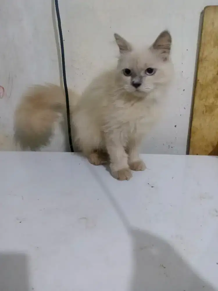 Lepas Adopt Kucing Persia Himalaya