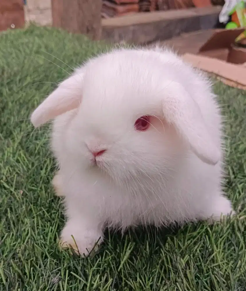 Jantan kelinci Holland lop anak