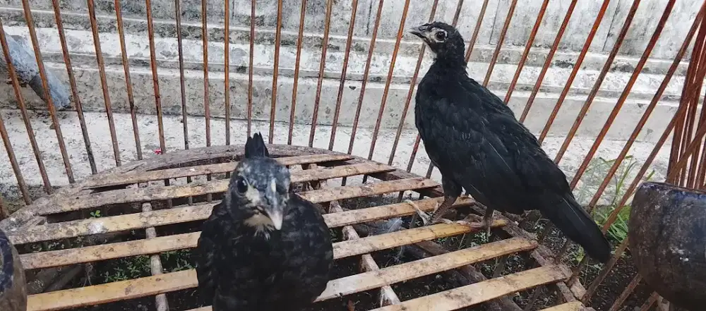 Ayam bekisar (Bekipang)