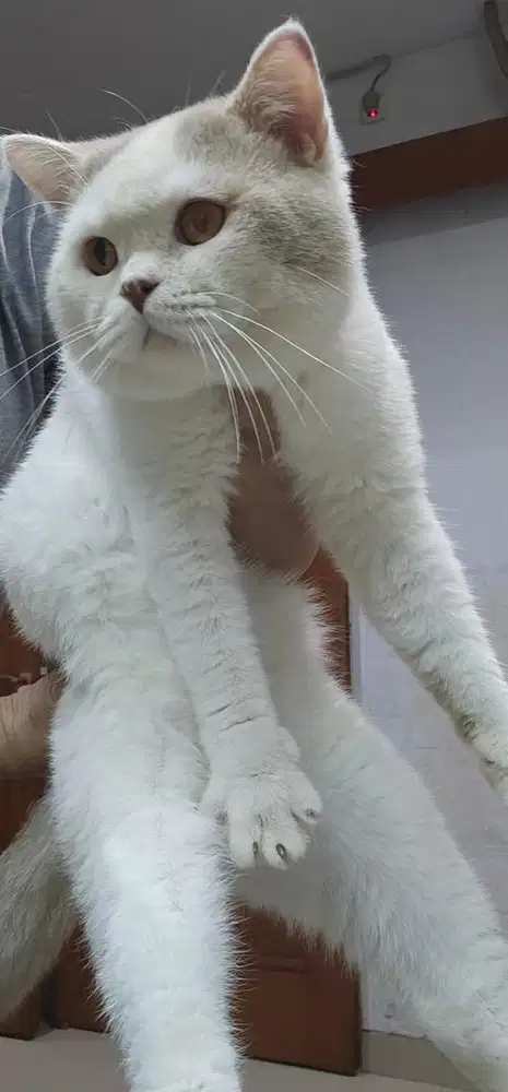 British shorthair bicolor lilac