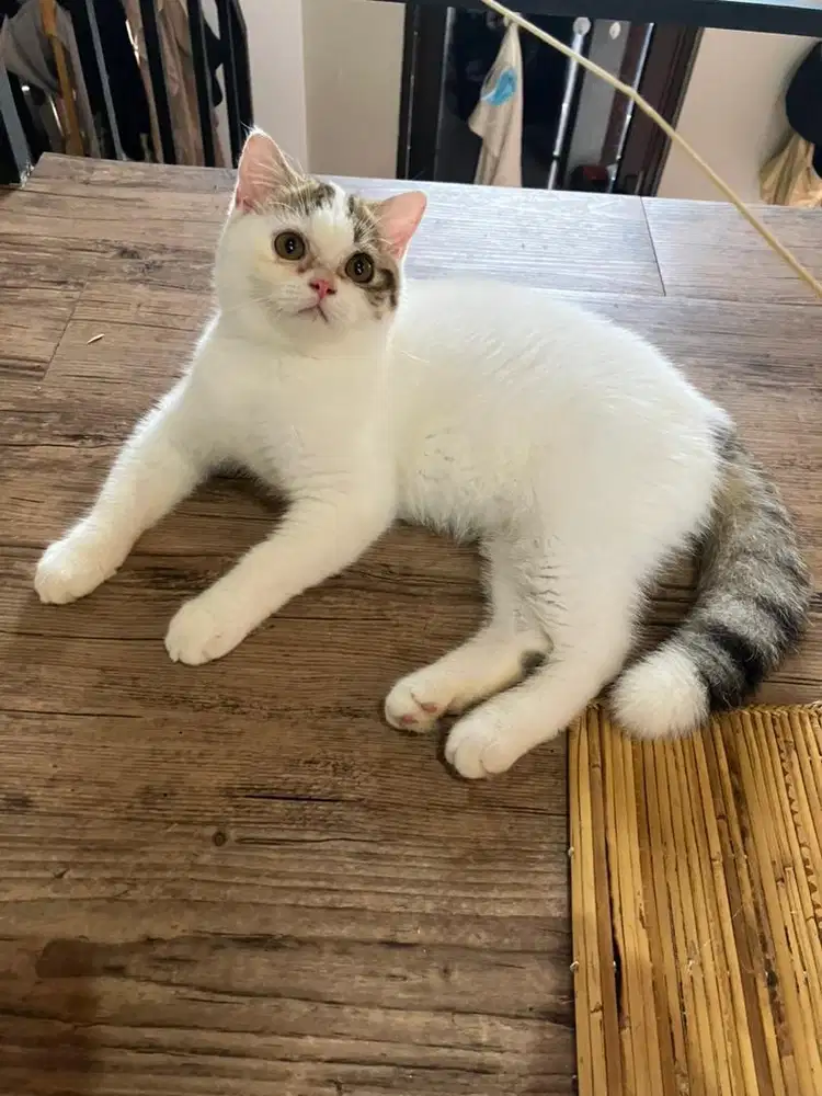 Kitten Scottish Straight Jantan Bicolor