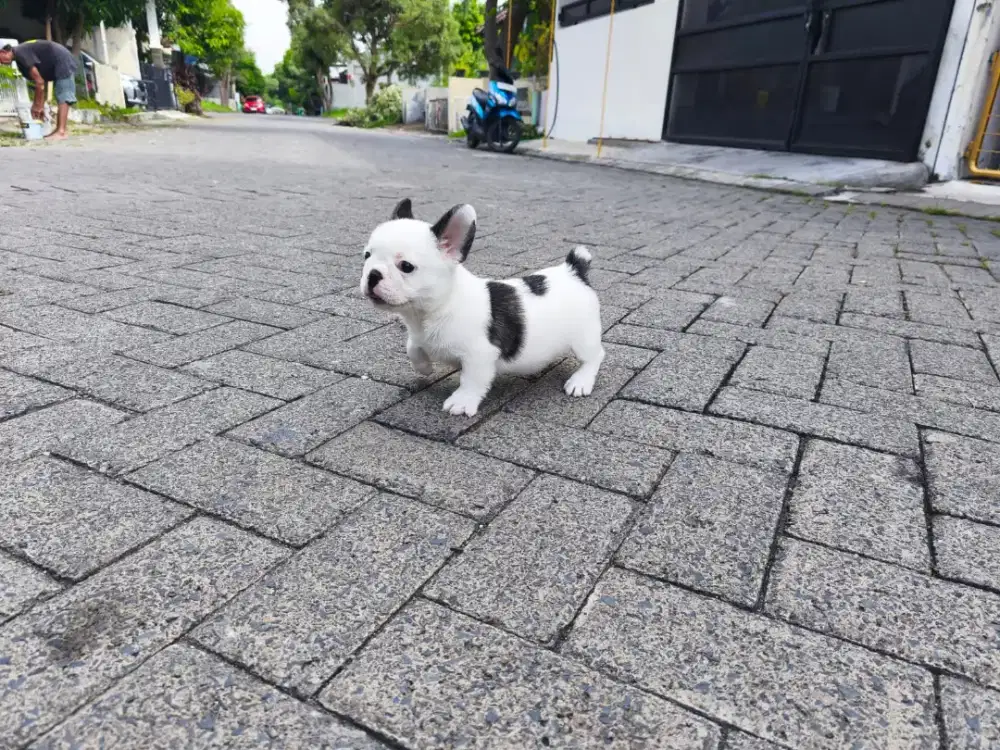 Jual French Bulldog Betina Pied Warna Unik Kaki Cebol