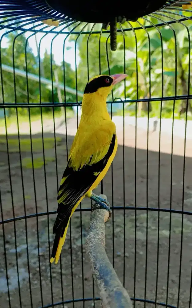 Burung Kepodang Sumbawa