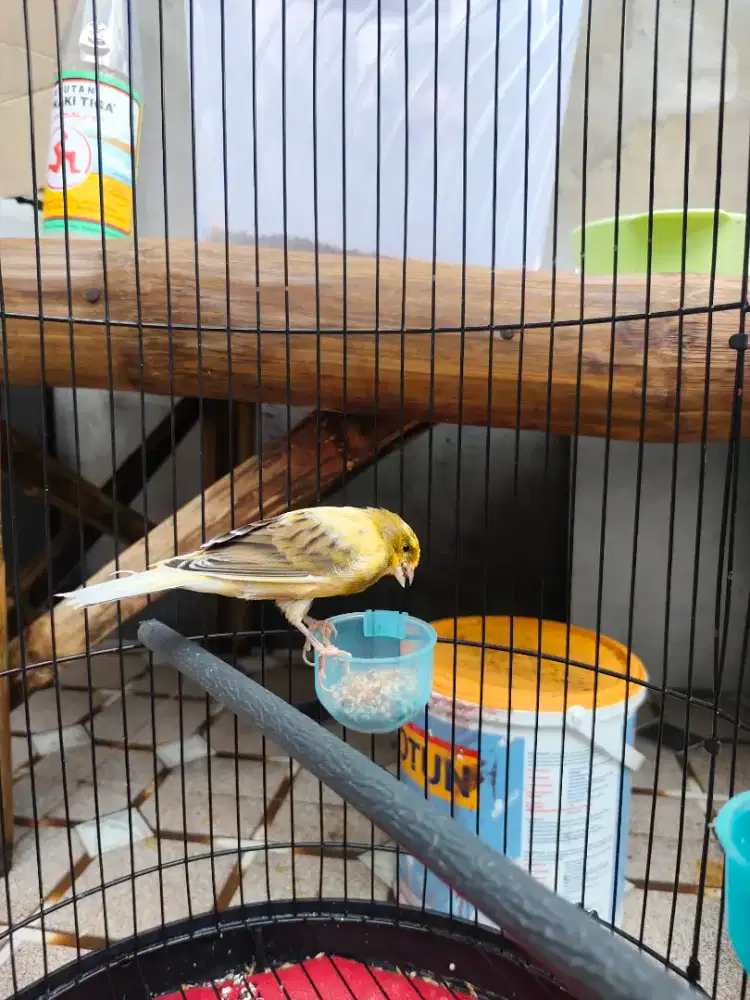 Kenari af paud mbarong